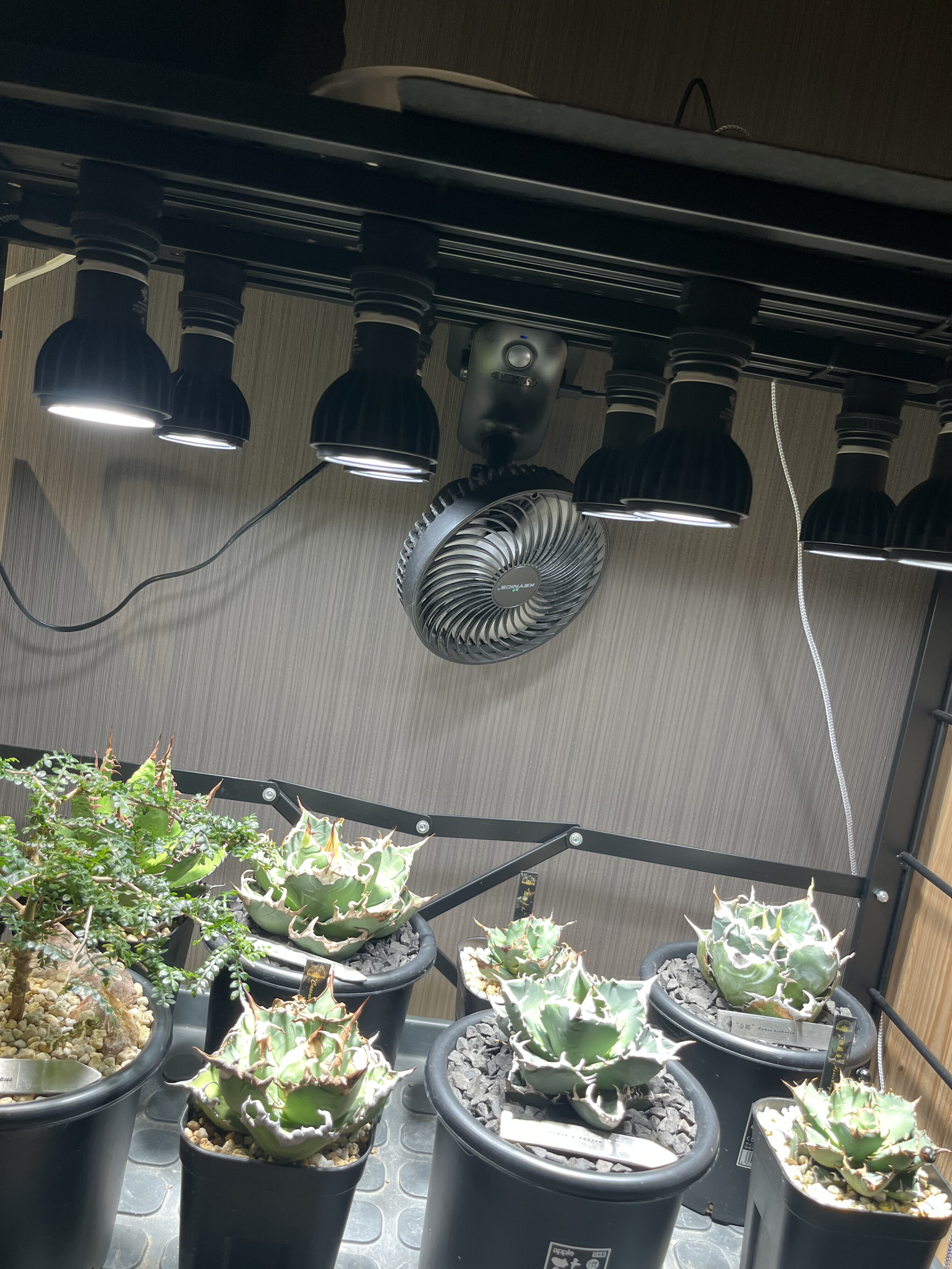 私が実際に使っているLED育成環境を公開！アガベを室内で育てるための設備を紹介