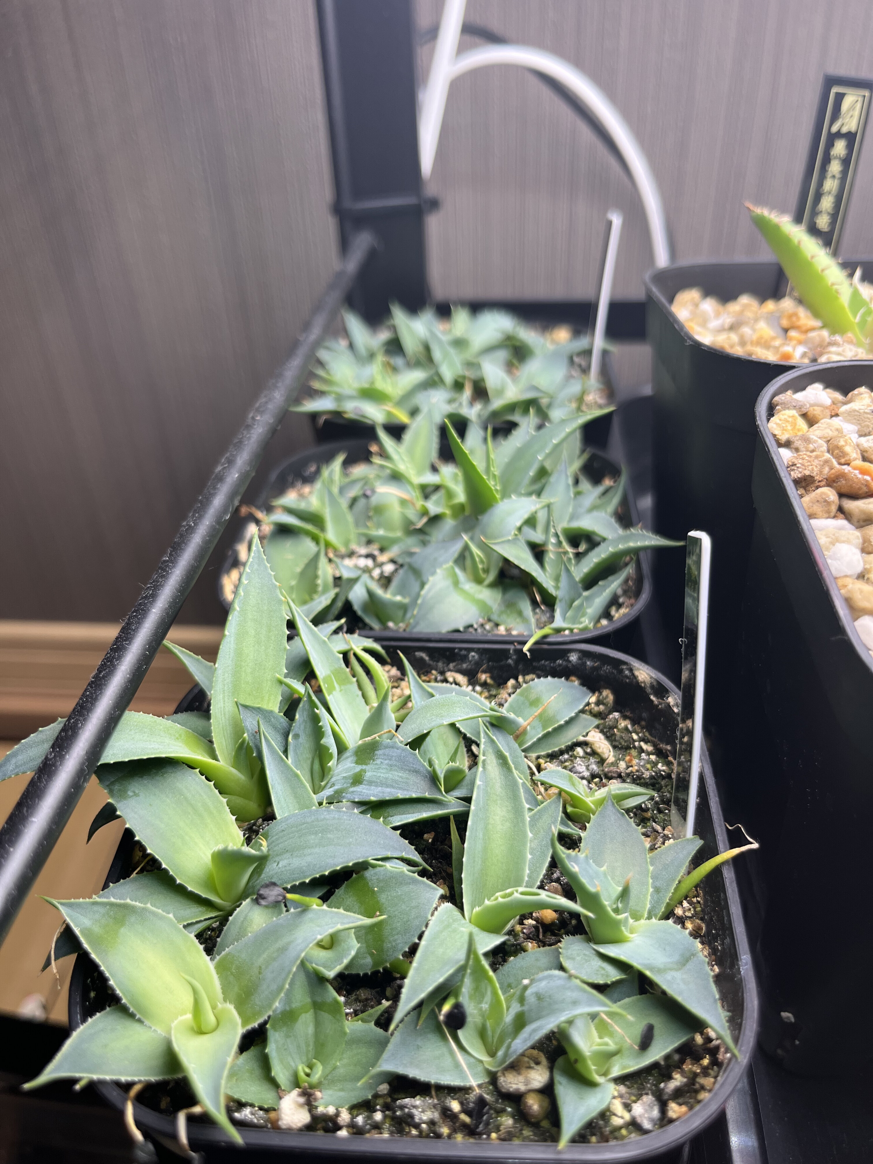 アガベ実生の植え替えタイミング｜植え替える目安と私が意識しているポイント