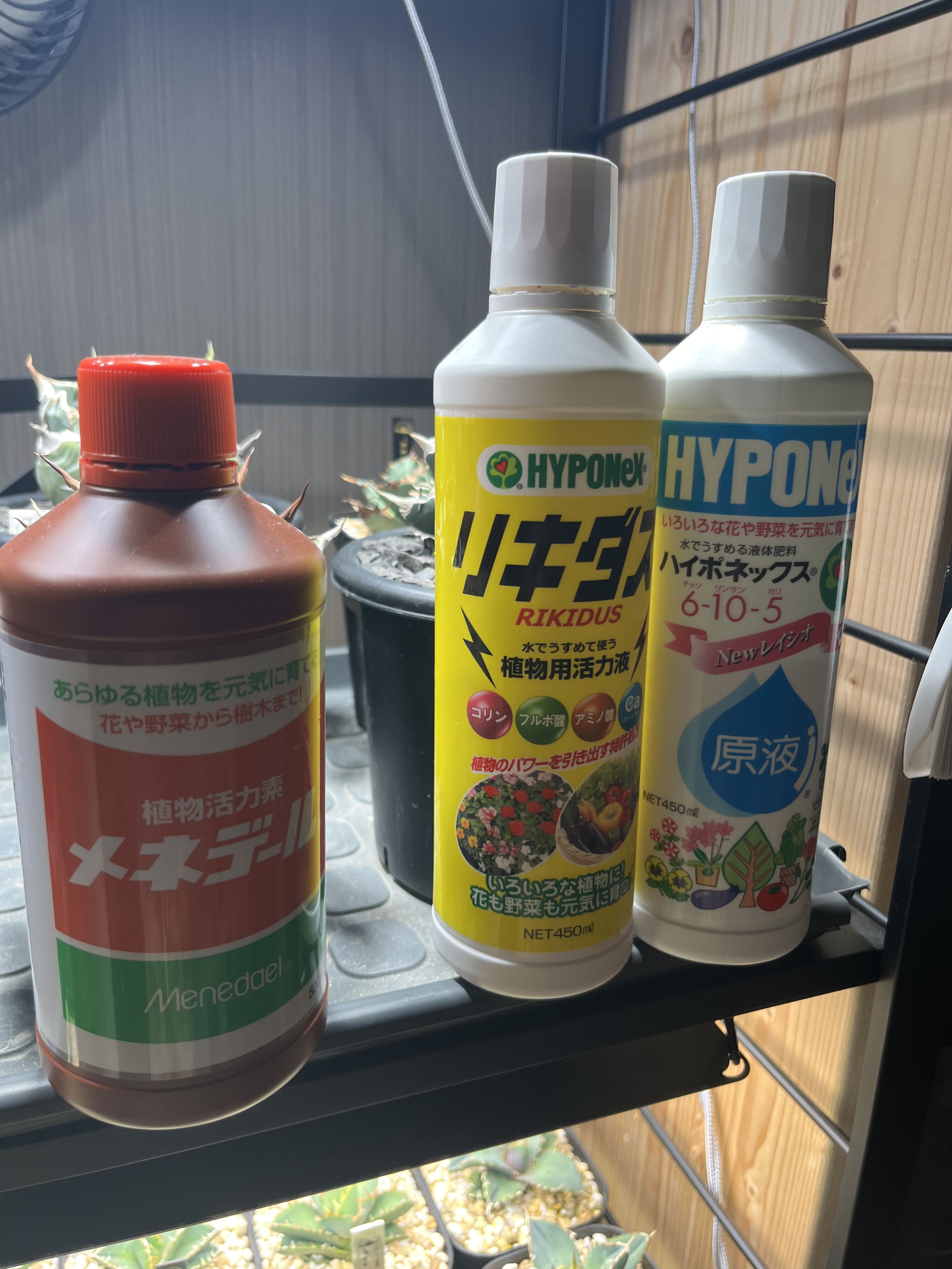 アガベの肥料完全ガイド｜与えるタイミング・おすすめの種類・失敗しないコツを徹底解説